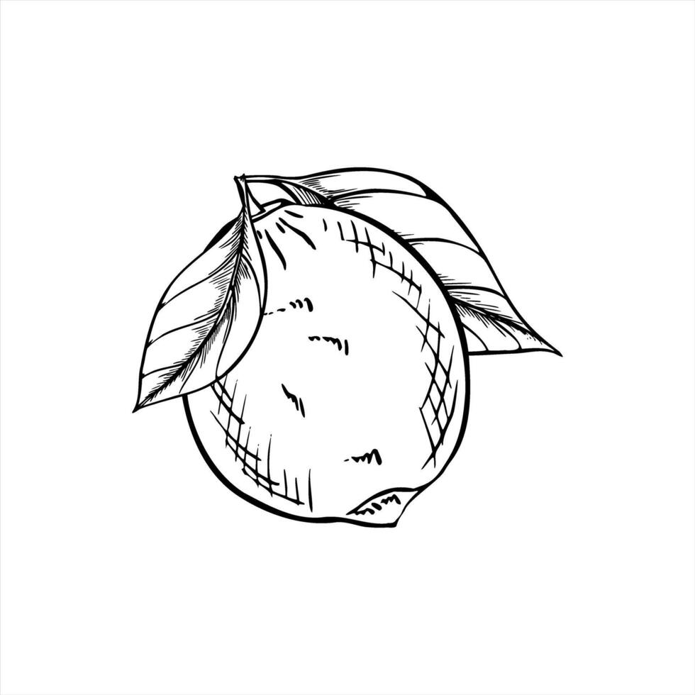 Lemon with leaves on branch minimalist monochrome illustration painted by black inks. Hand drawn summer citrus fruit outline sketch for branding, packaging, and organic product themes vector