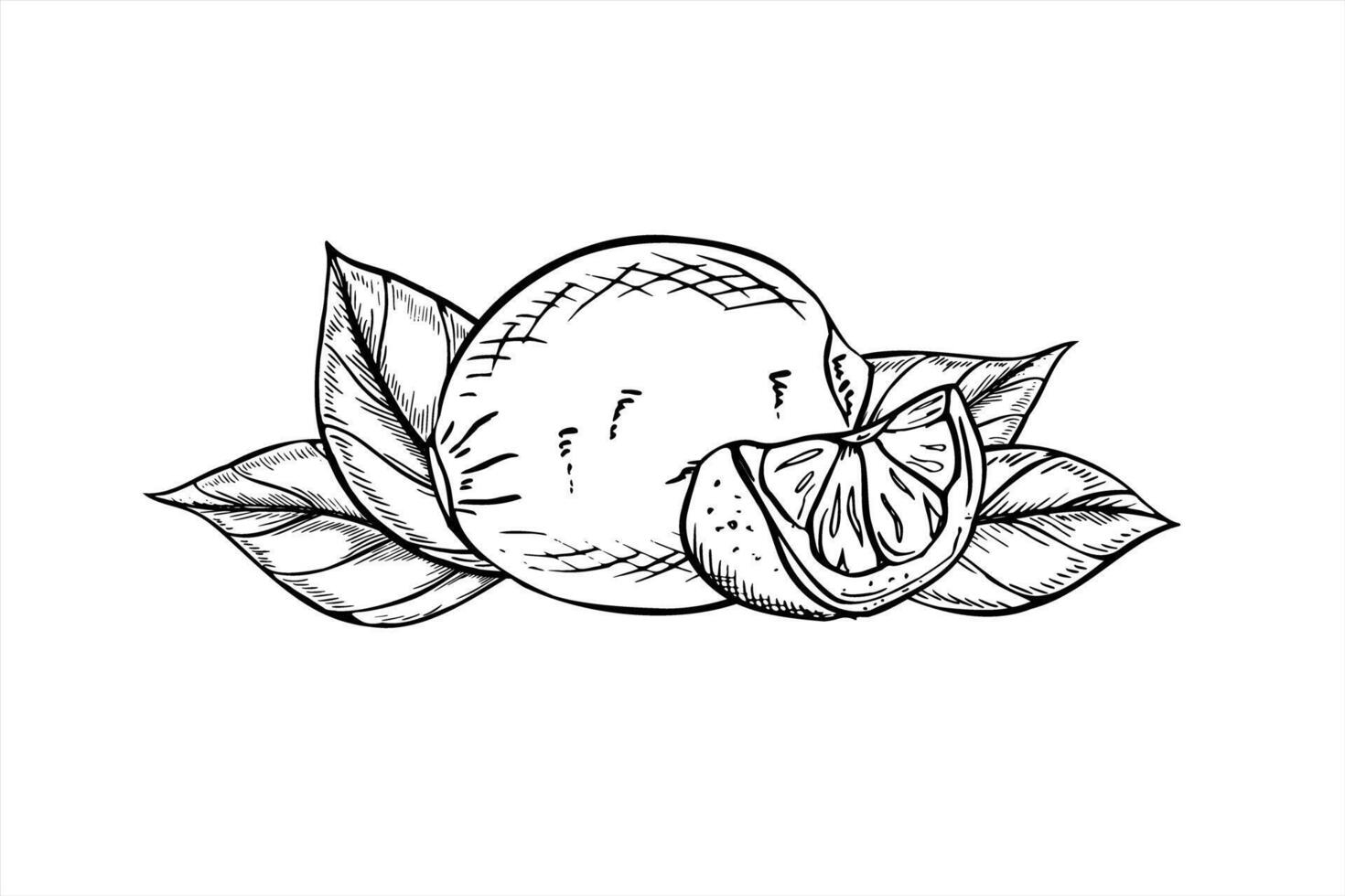 Monochrome whole lemon with slice and leaves illustration painted by black inks. Hand drawn summer citrus fruit outline sketch for vitamin packaging, detox product labels, fitness apps vector