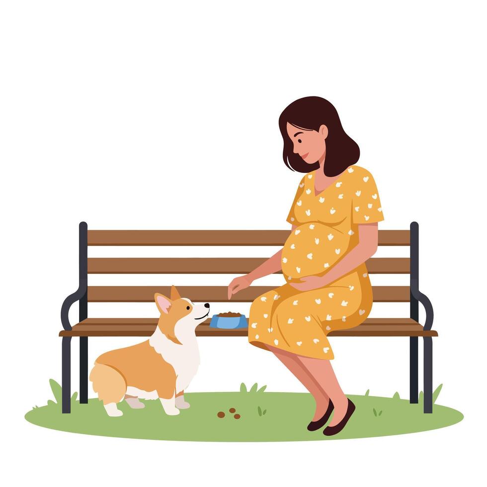 Pregnant woman feeding corgi on a park bench in flat illustration ee vector