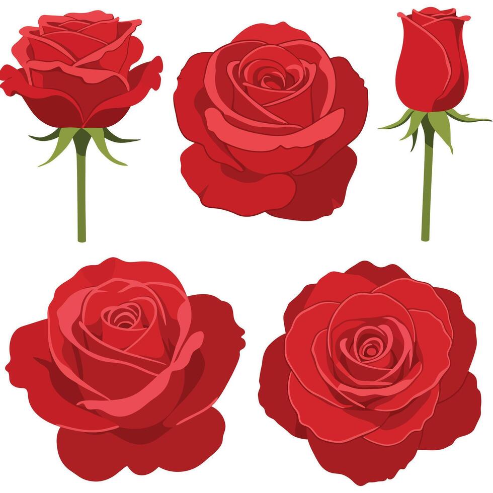 Red roses in various stages of bloom, detailed and vibrant illustration vector