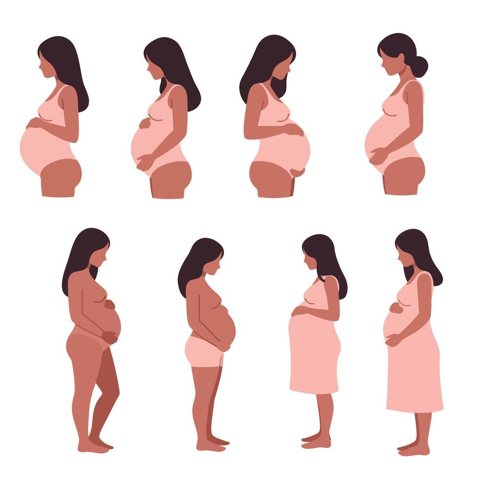 Pregnant woman character progression in flat style art vector