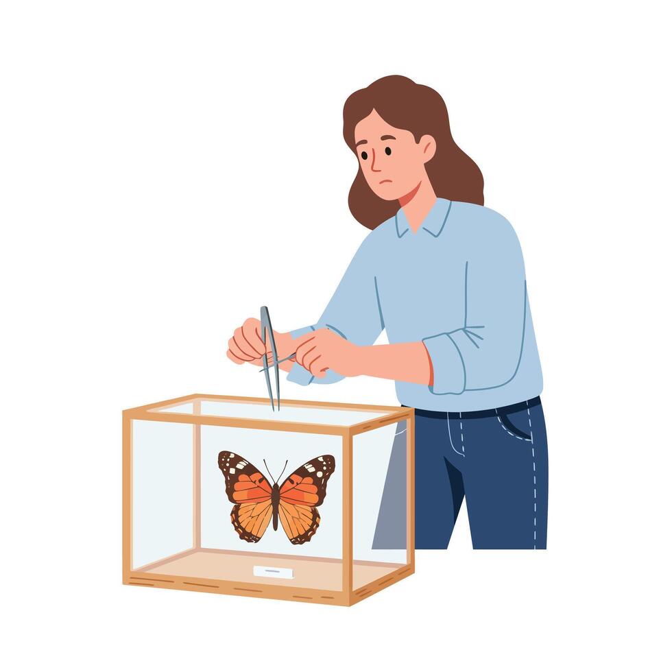 Woman observing butterfly in a display box with flat illustration style vector