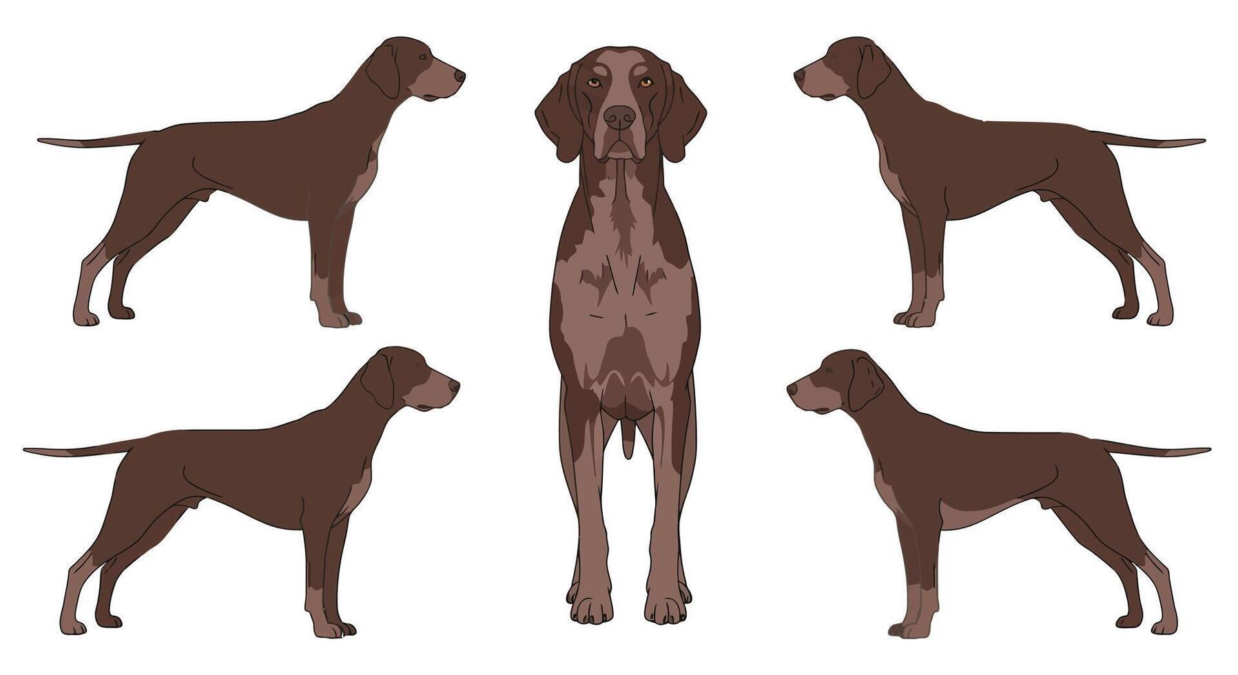 Brown dogs in various poses with flat design style art vector