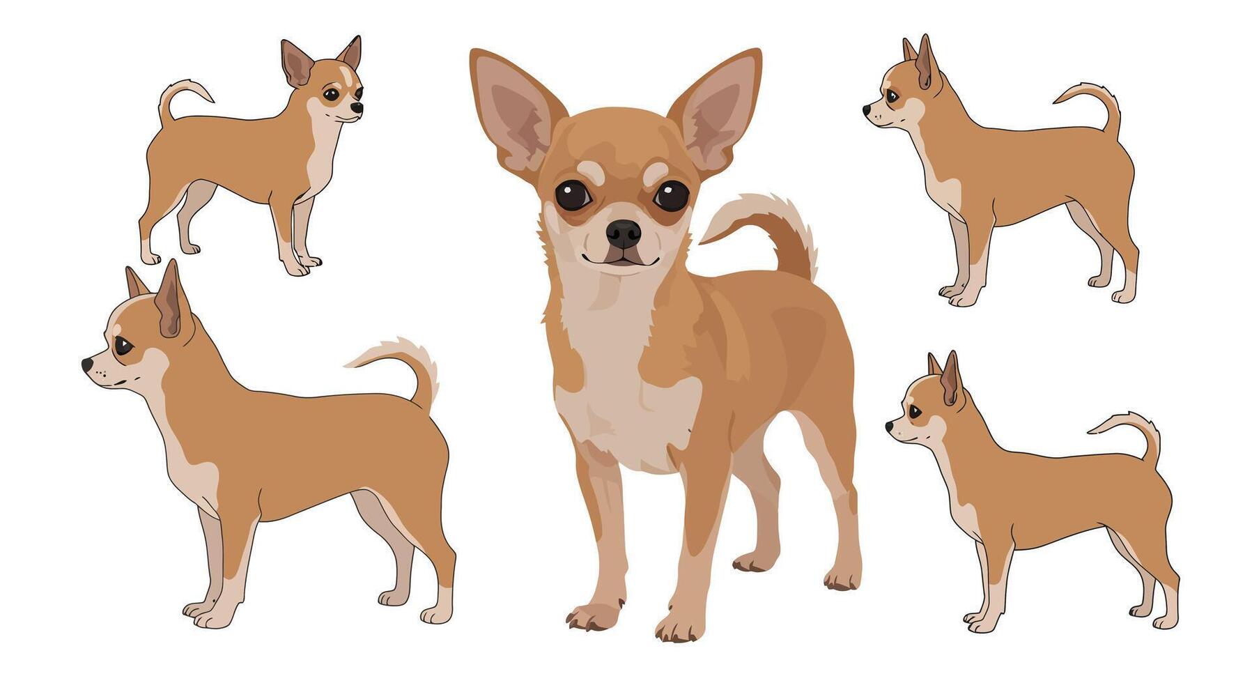 Adorable Chihuahua dog illustrated in detailed flat art style showcasing different poses and expressions art vector