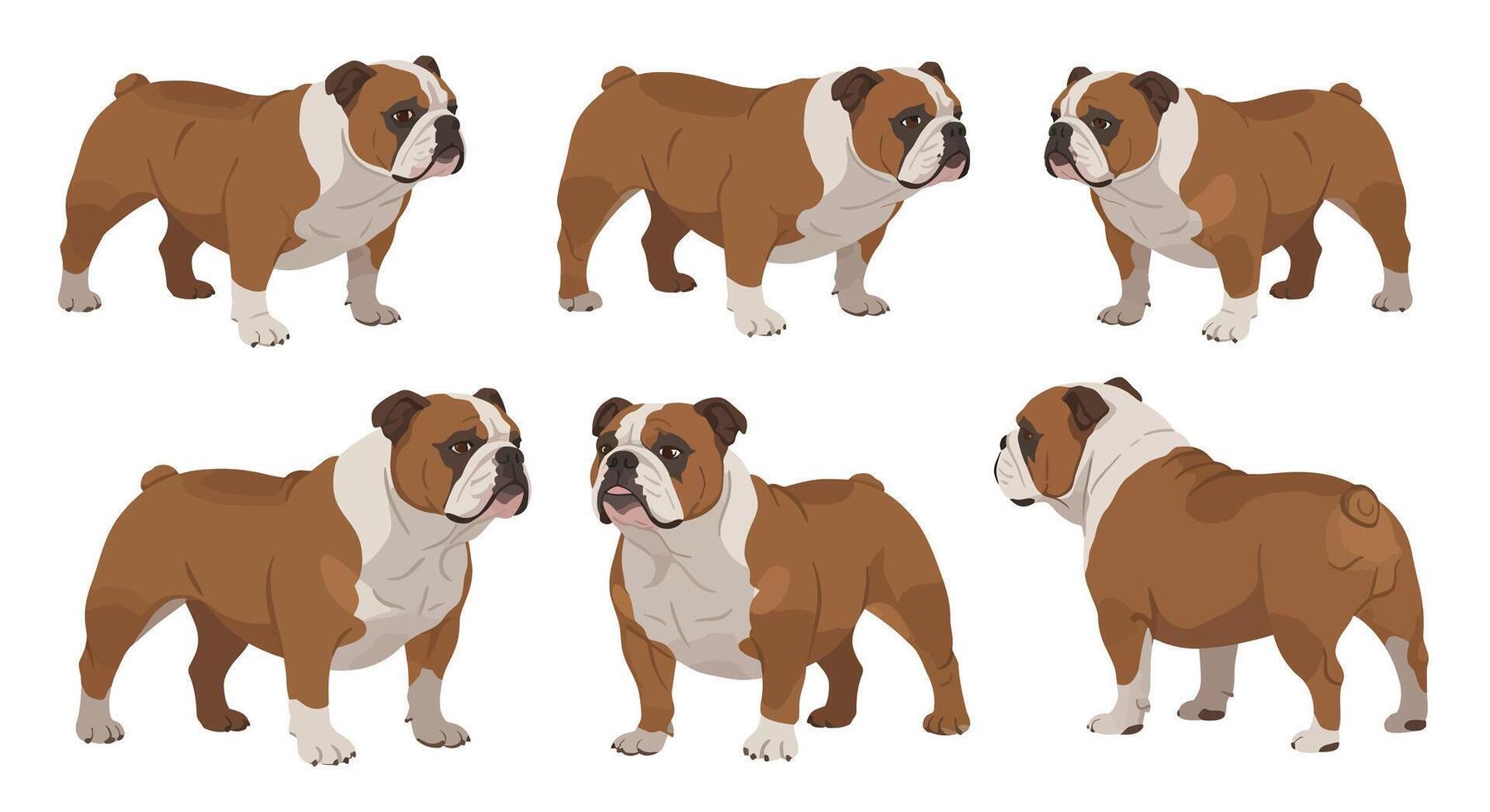 Bulldog character design in flat style showcasing multiple poses art vector