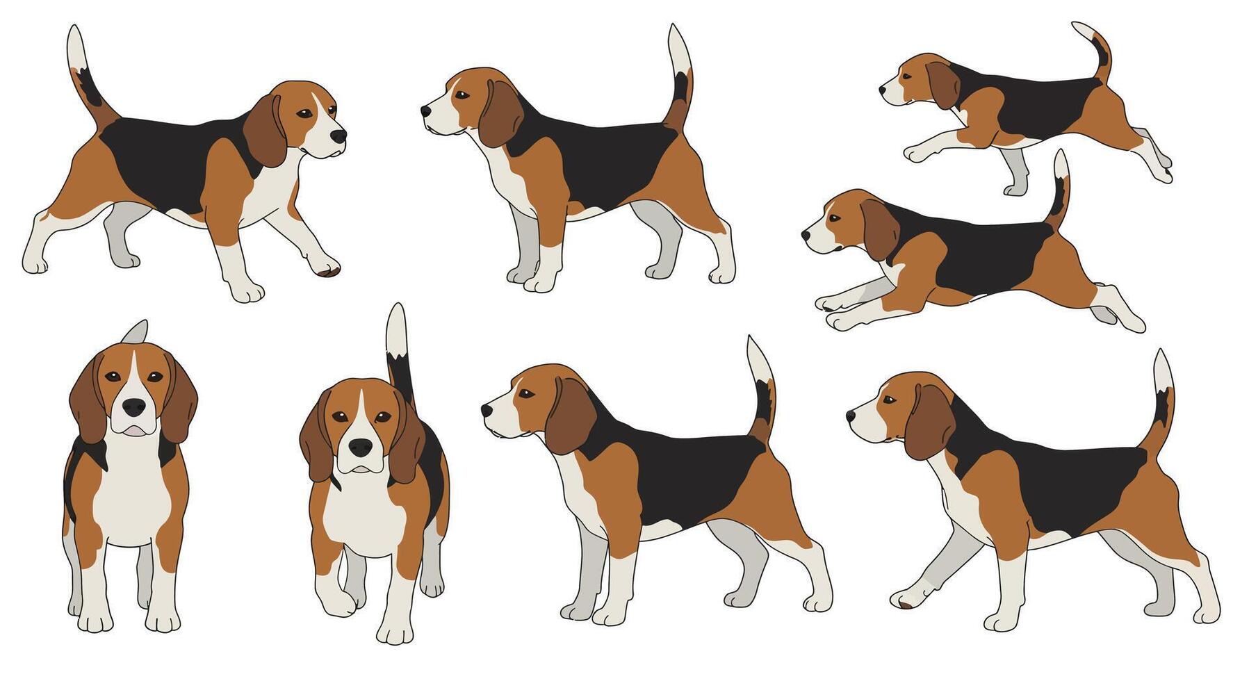 Detailed beagle dog poses in flat art style showcasing playful movements and expressions illustration vector