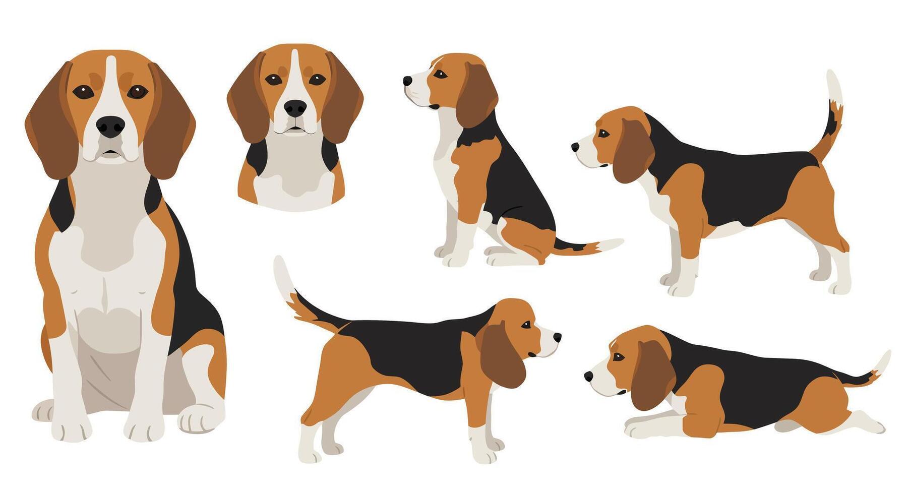 Beagle dog character poses in flat design style art vector