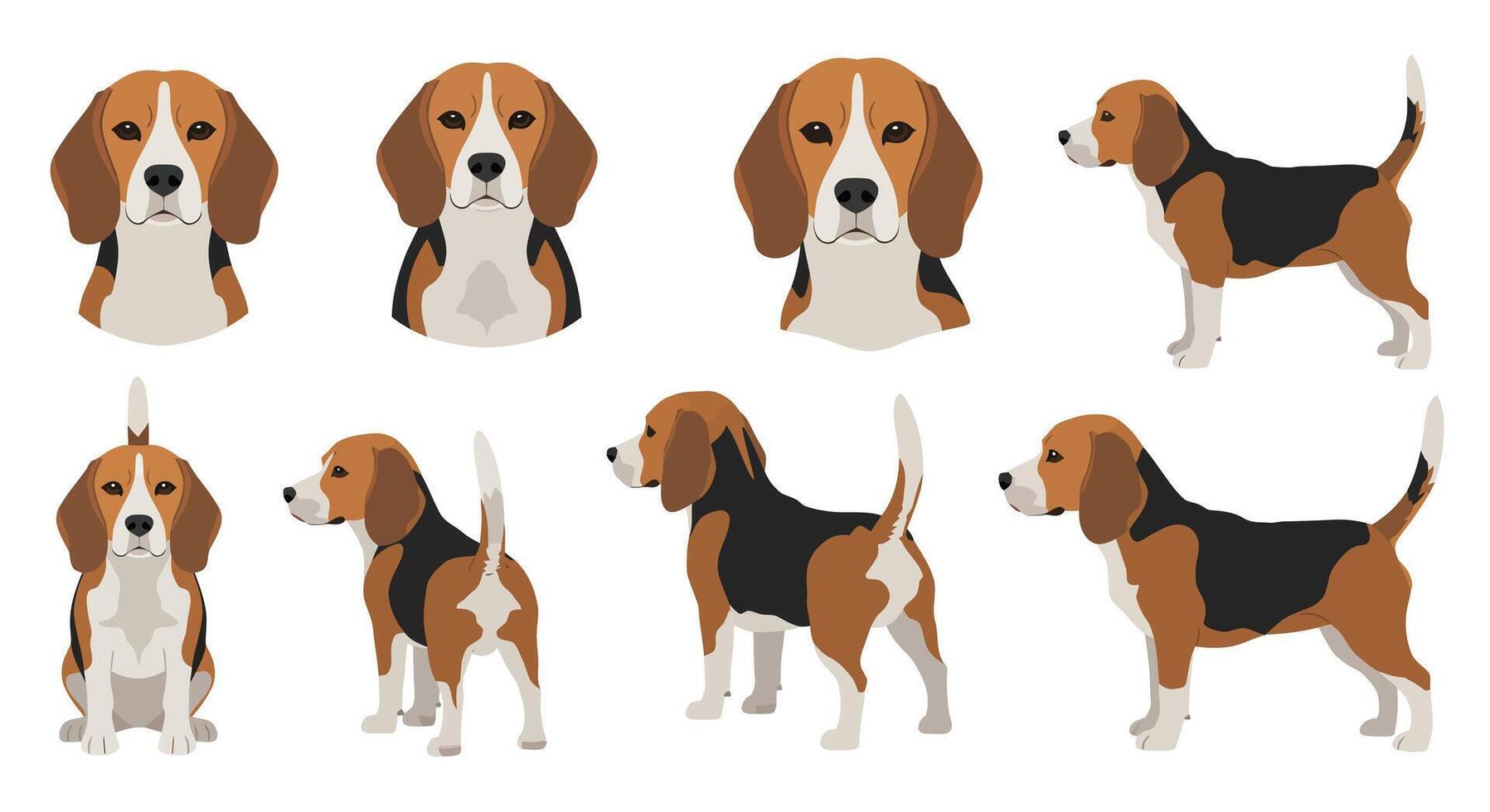 Beagle dog character design in flat style showcasing various poses illustration vector