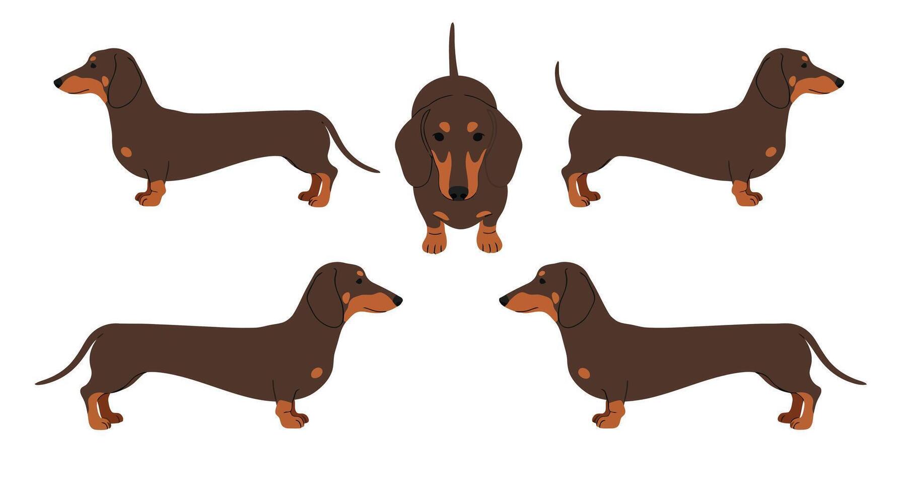 Cute dachshund dog poses in flat style art illustration vector