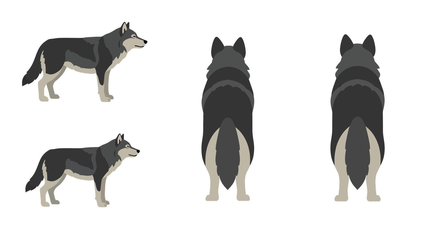 Detailed illustration showing a wolf in various poses and angles with flat colors and clean lines art vector
