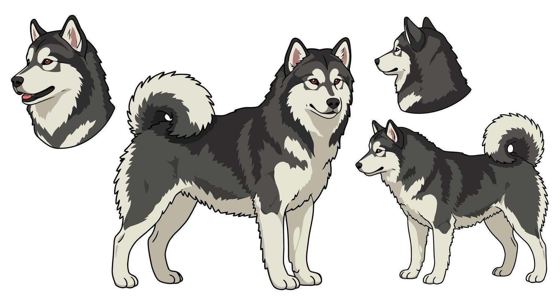 Detailed illustration of a husky dog in various poses in flat art vector