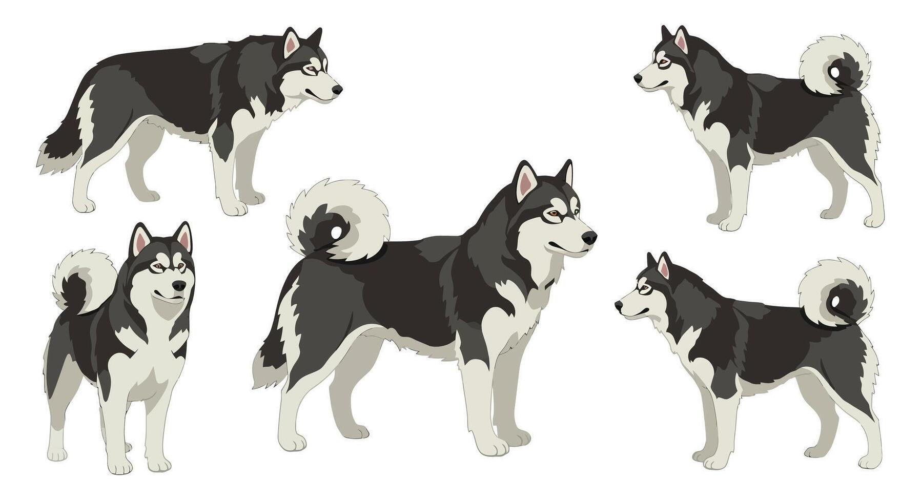 Detailed illustrations of playful husky dogs in flat art style vector