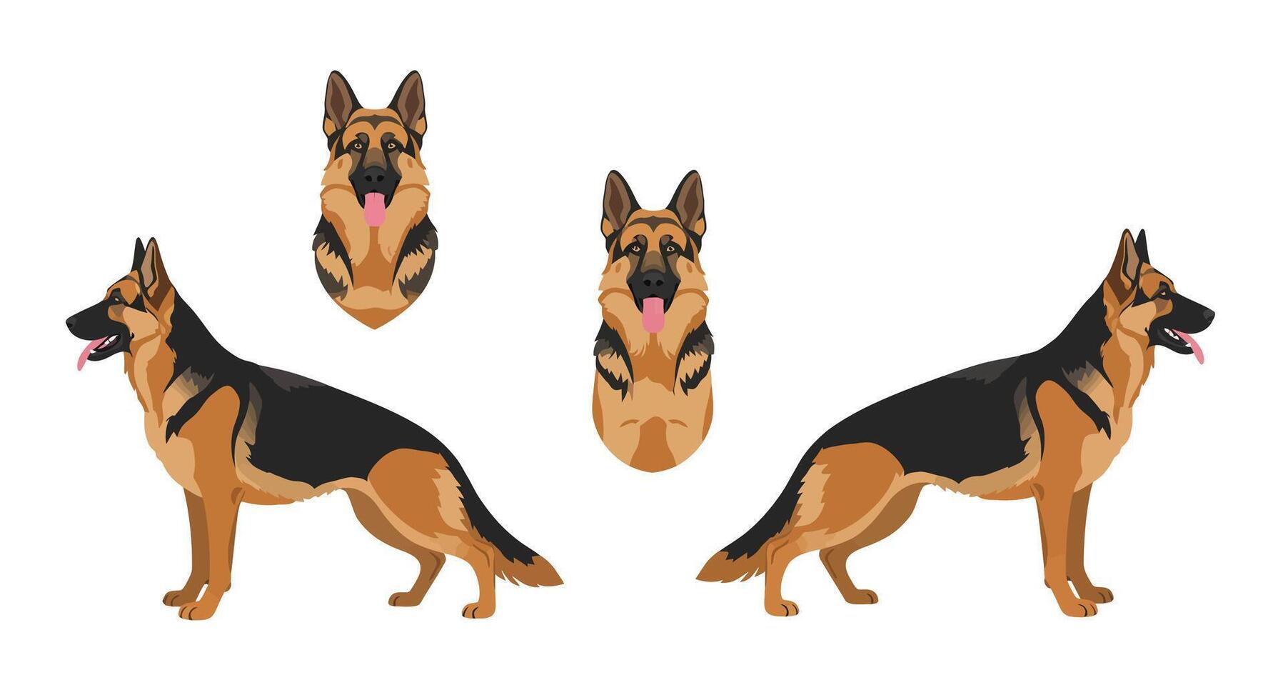 German Shepherd dog in various poses flat illustration and vector