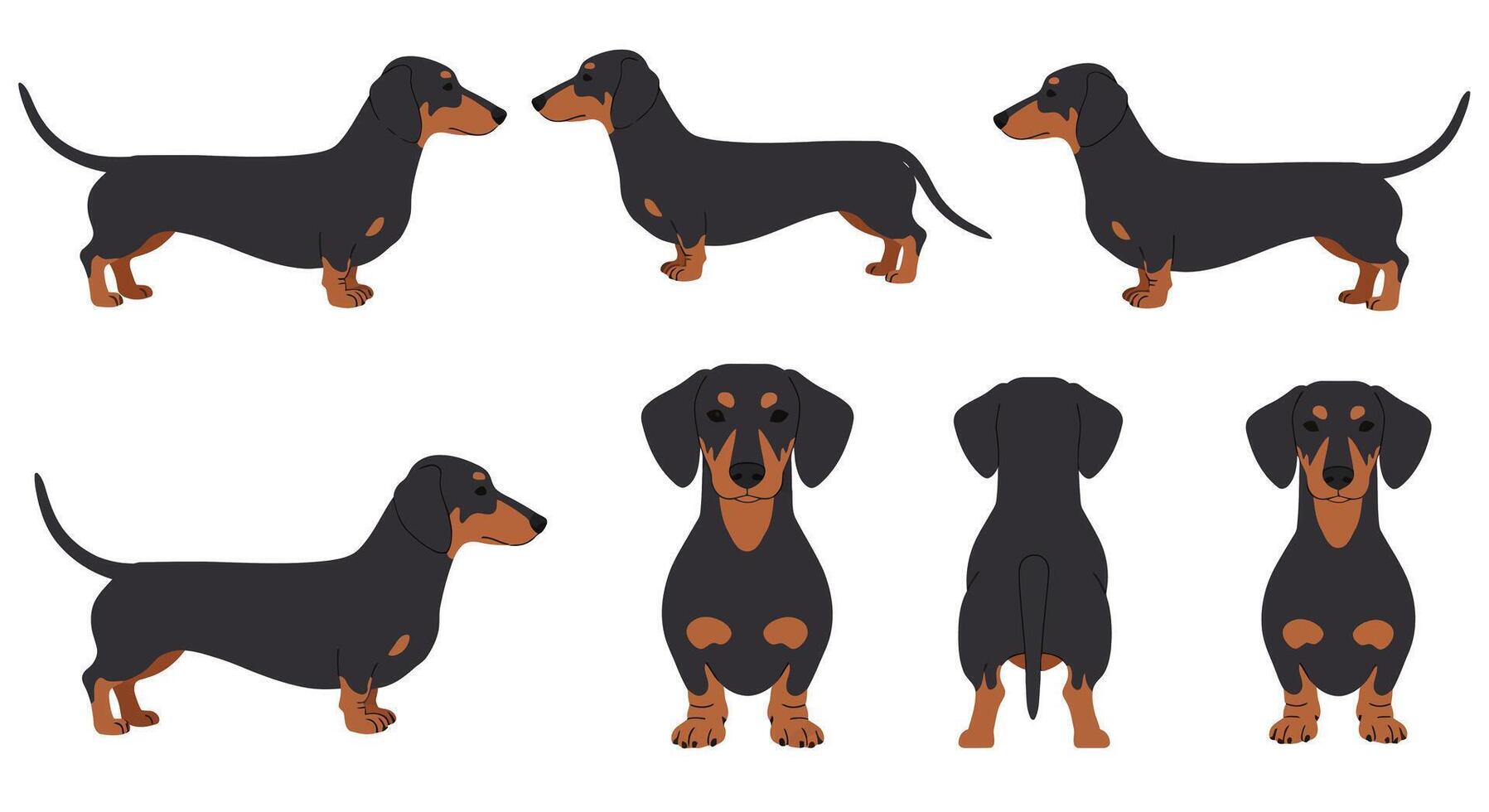 Dachshund dog character design in flat style showcasing various poses art vector