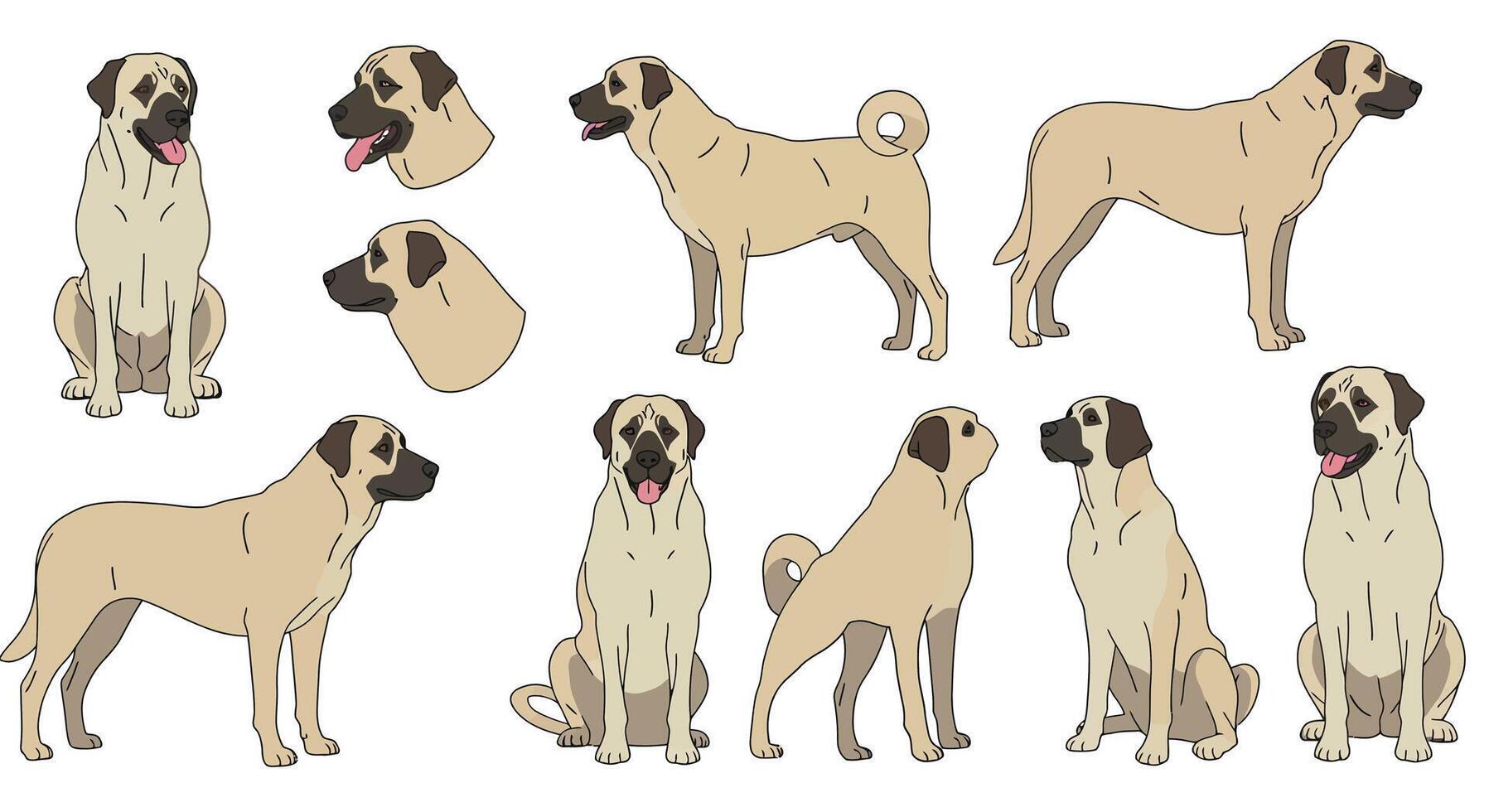 Detailed illustrations of dogs showcasing various poses and expressions in flat art vector