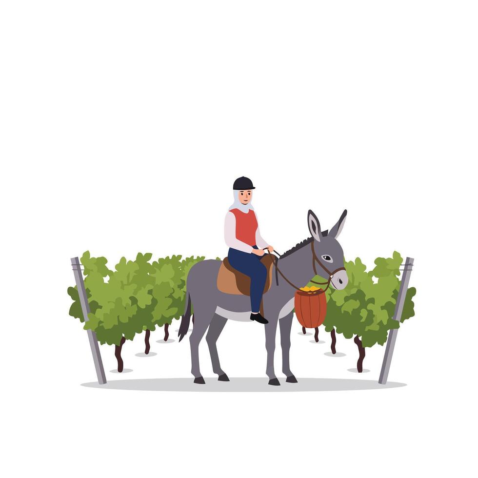 Donkey carrying rider through vineyard in flat illustration style vector