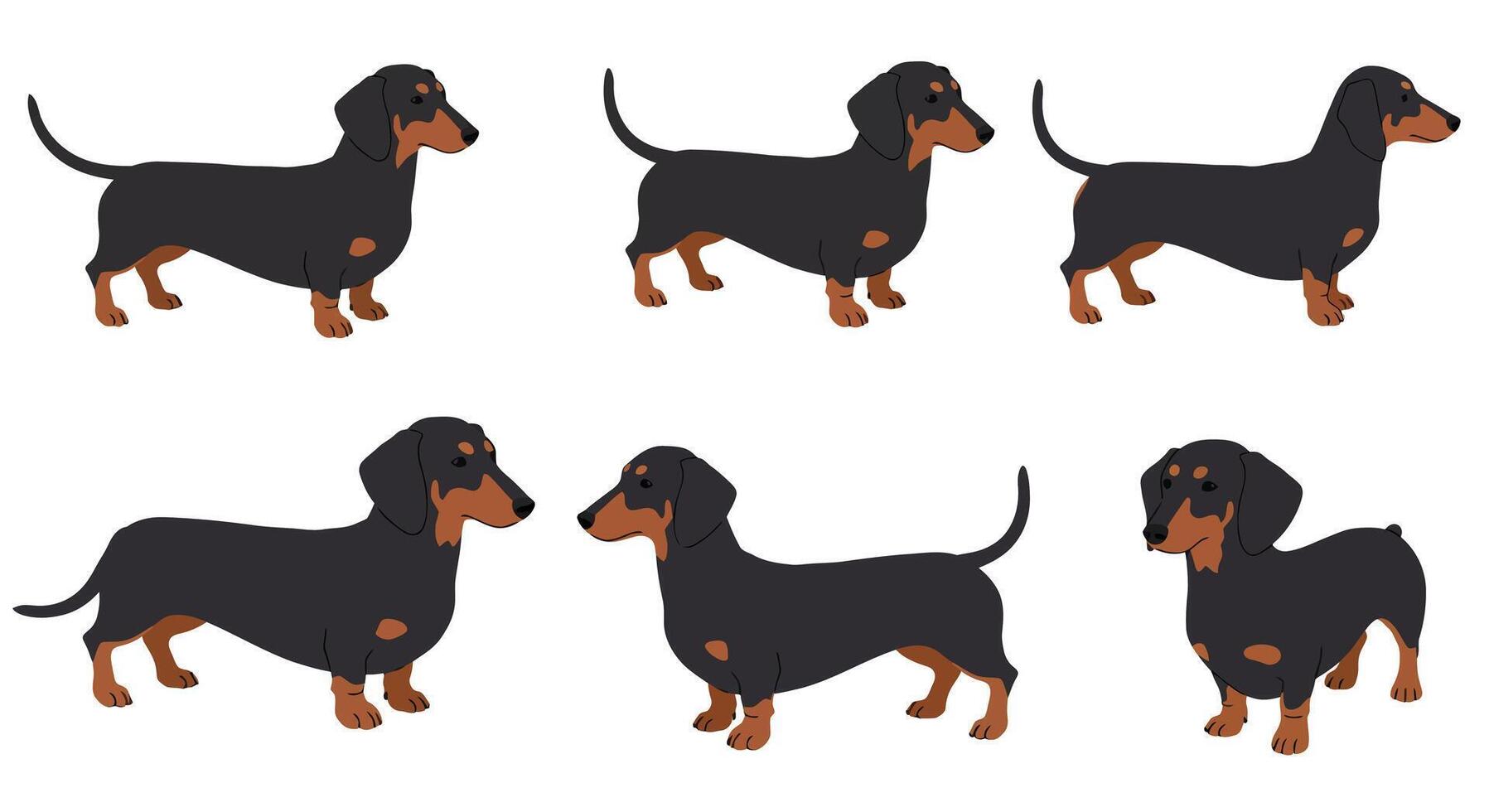 Dachshund dog character poses in flat design style art vector