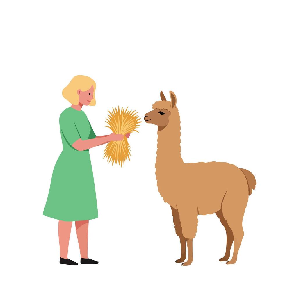Woman feeding llama with hay in a minimal flat design illustration vector