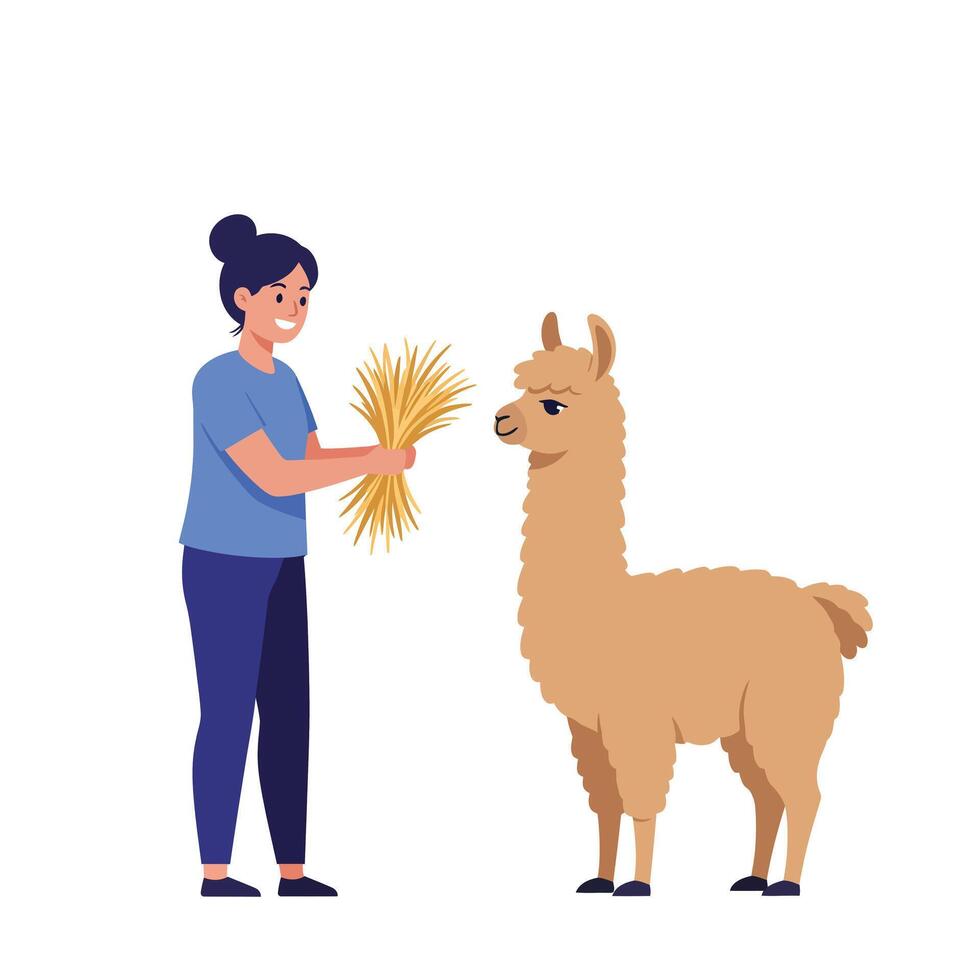 Girl feeding a friendly llama in a minimal flat design illustration vector