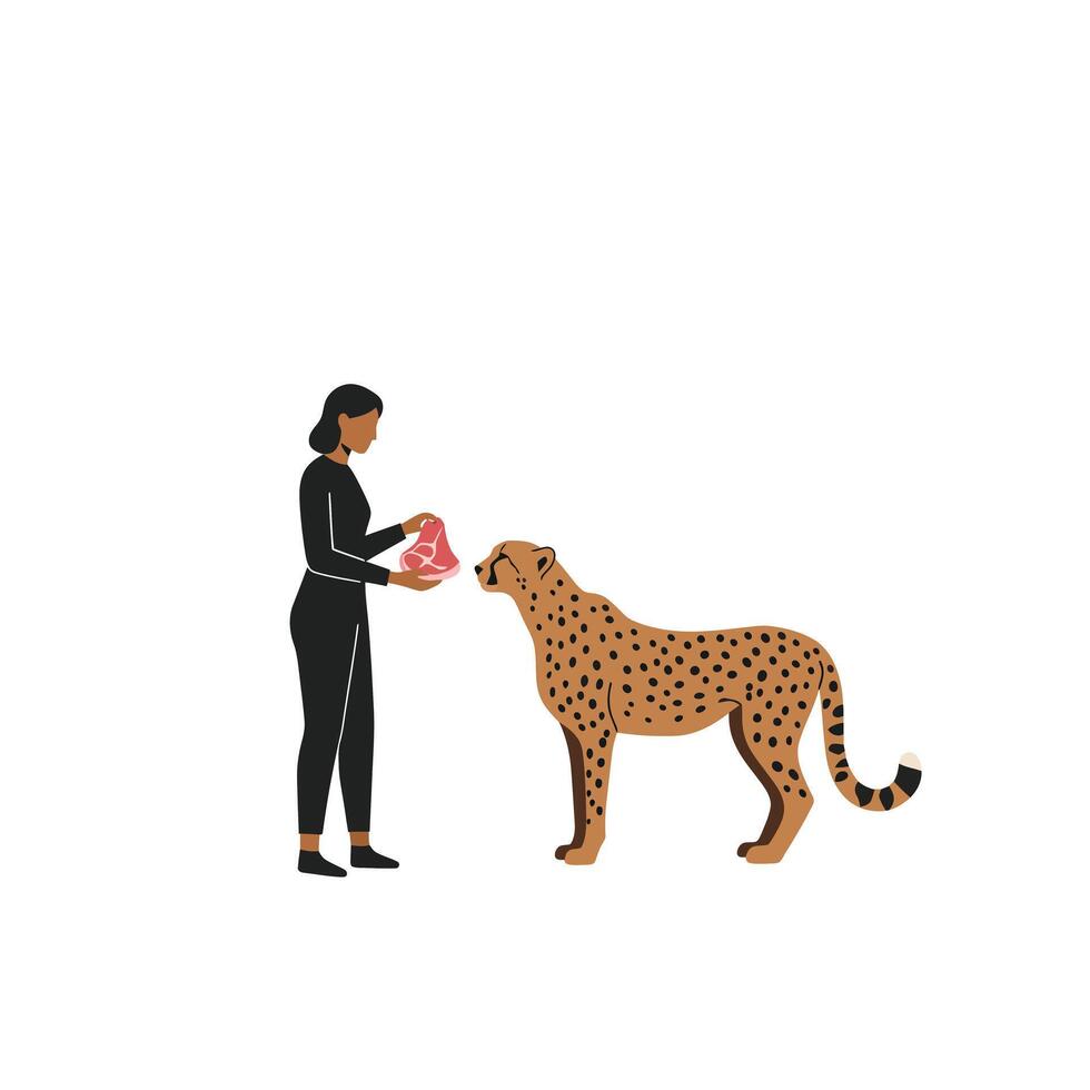 Cheetah receiving food from a person in minimal flat art vector