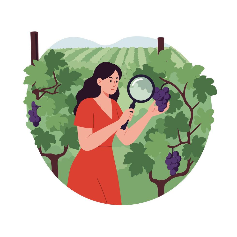 Woman inspecting grapes in vineyard with flat design style illustration vector