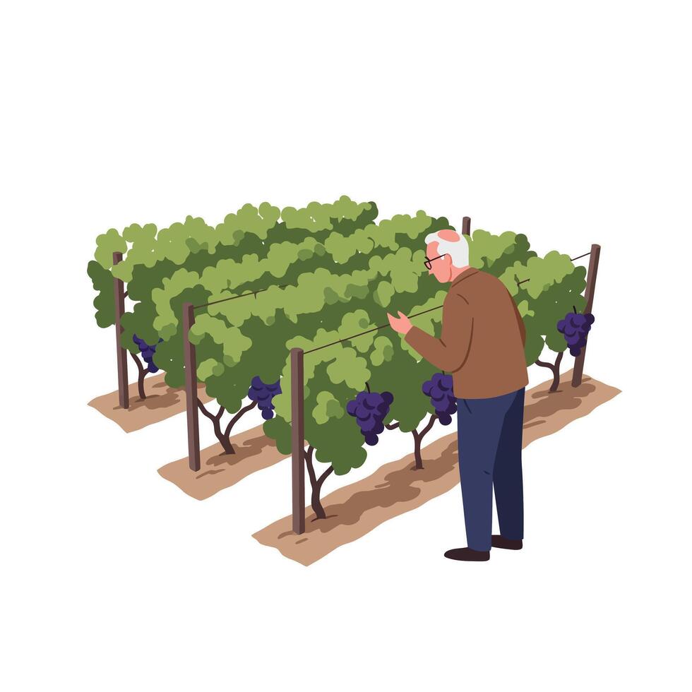Elderly man tending to grapevines in a detailed flat illustration vector