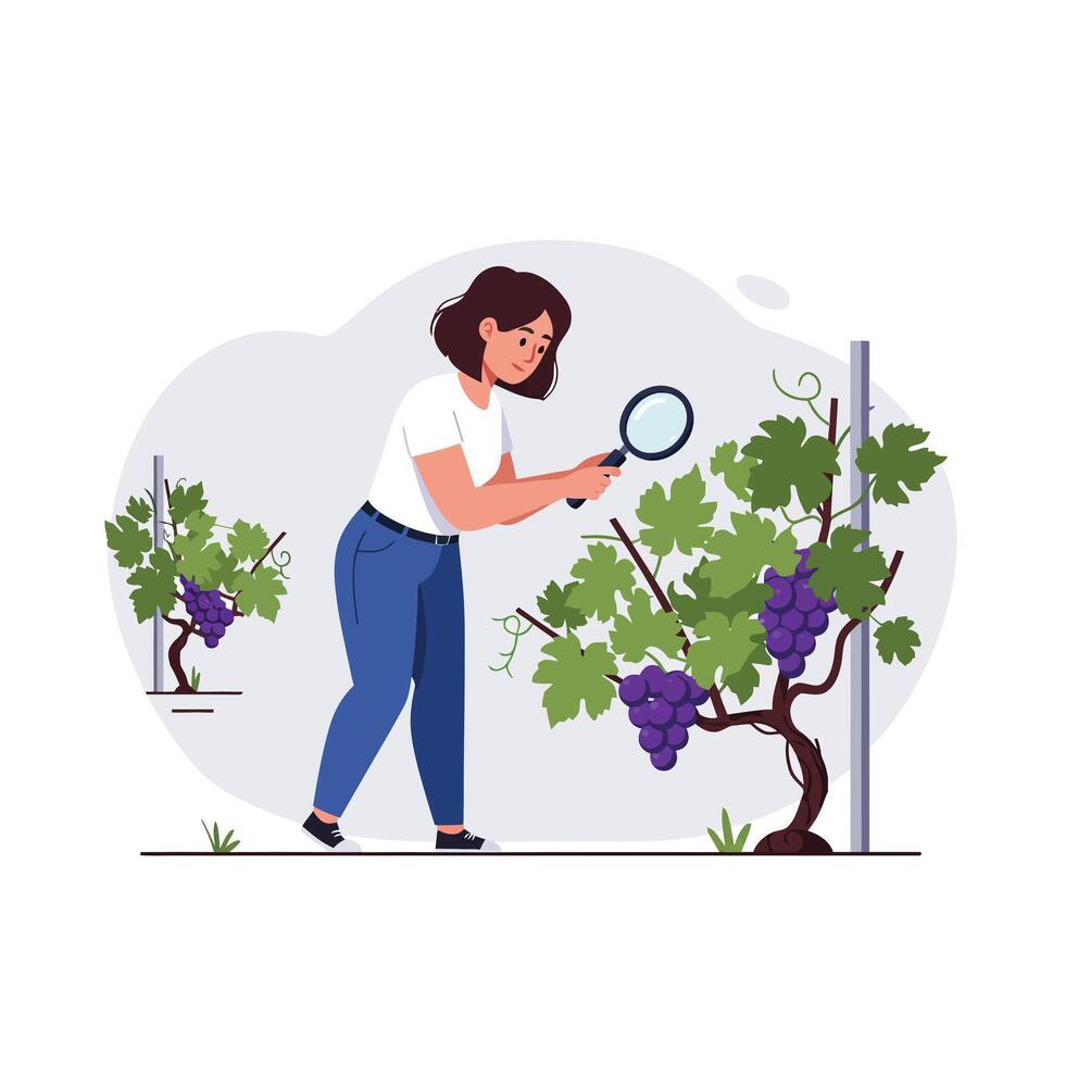 Woman inspecting grapevine plants in flat art style illustration vector