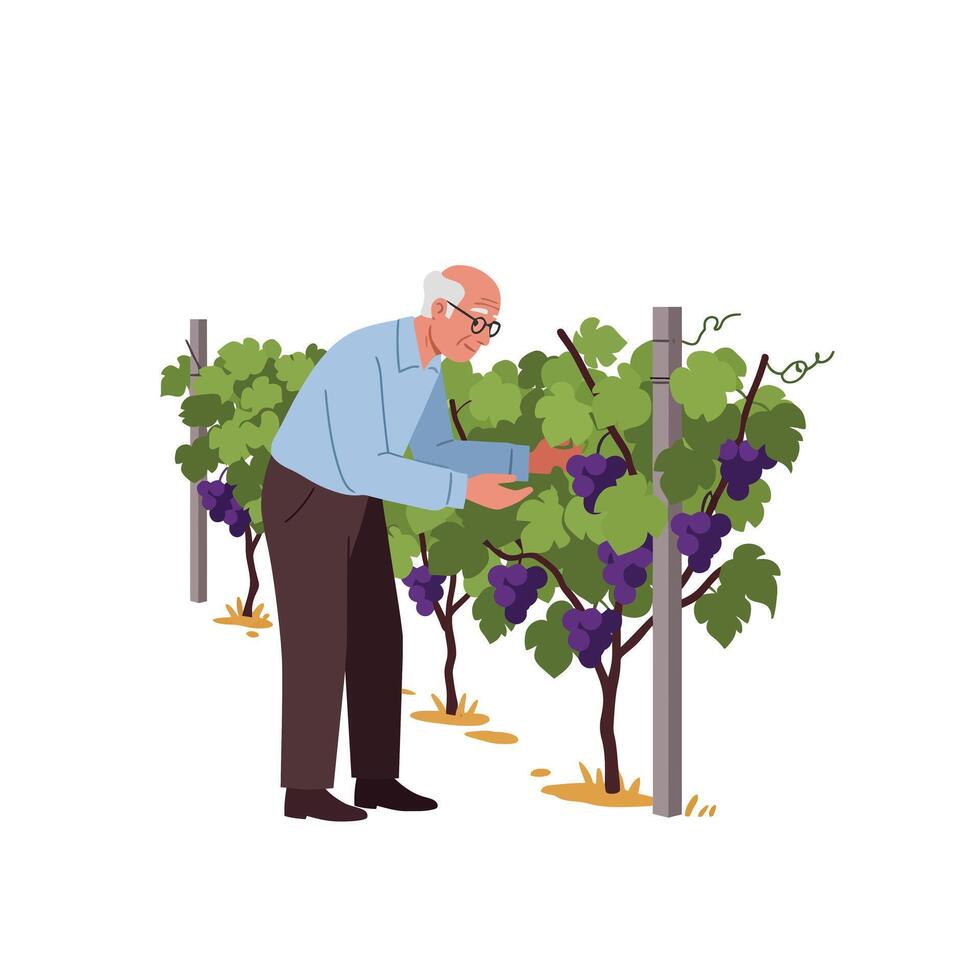 Senior man tending to grapevine and with flat design style in vibrant colors illustration vector