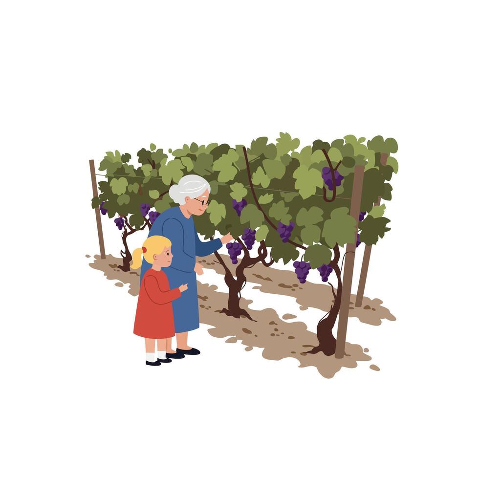 Grandmother and granddaughter picking grapes in vineyard flat asd illustration vector