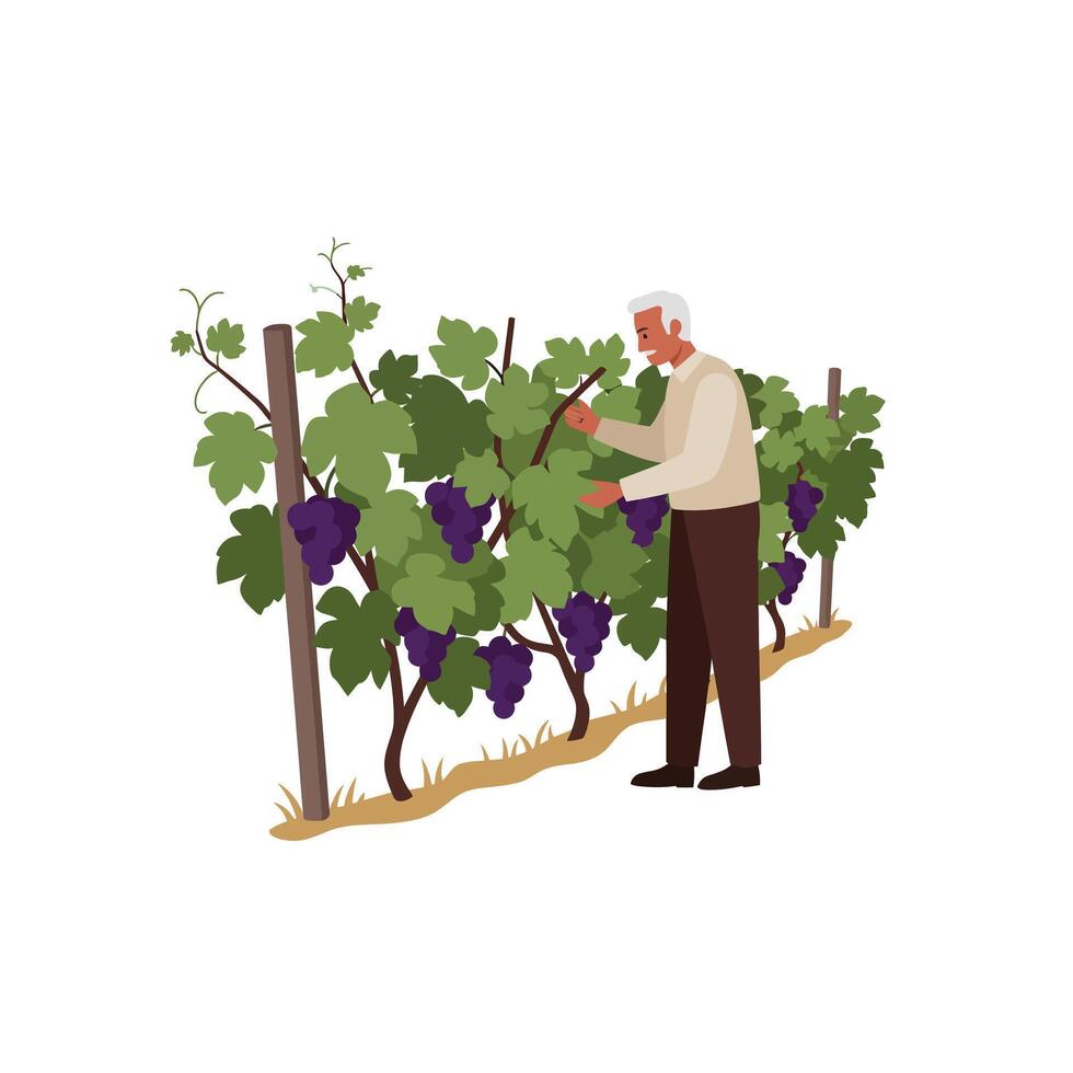 Man harvesting grapes in vineyard and with flat design style art vector