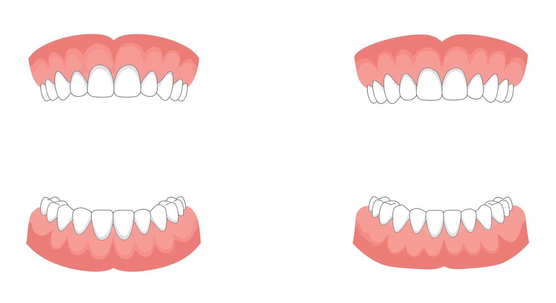 Detailed illustration of upper and lower teeth in flat art style vector