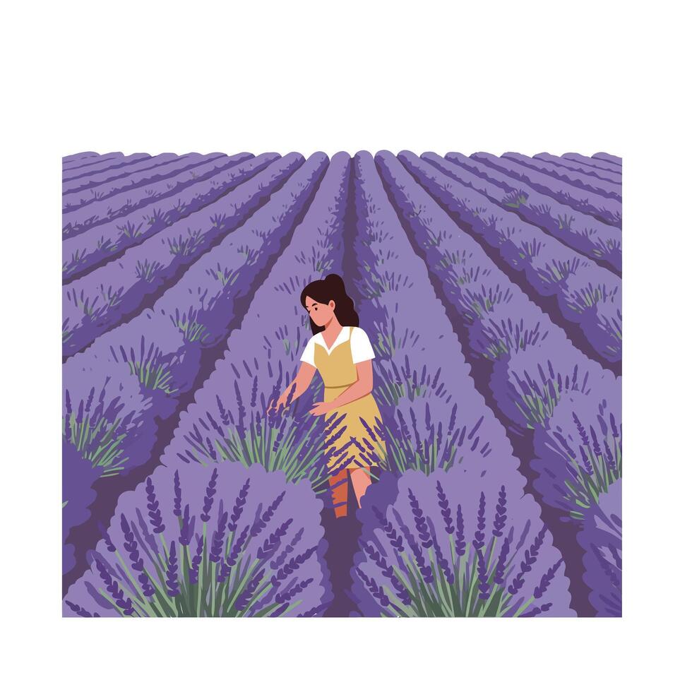 Woman harvesting lavender in purple fields with flat design art vector