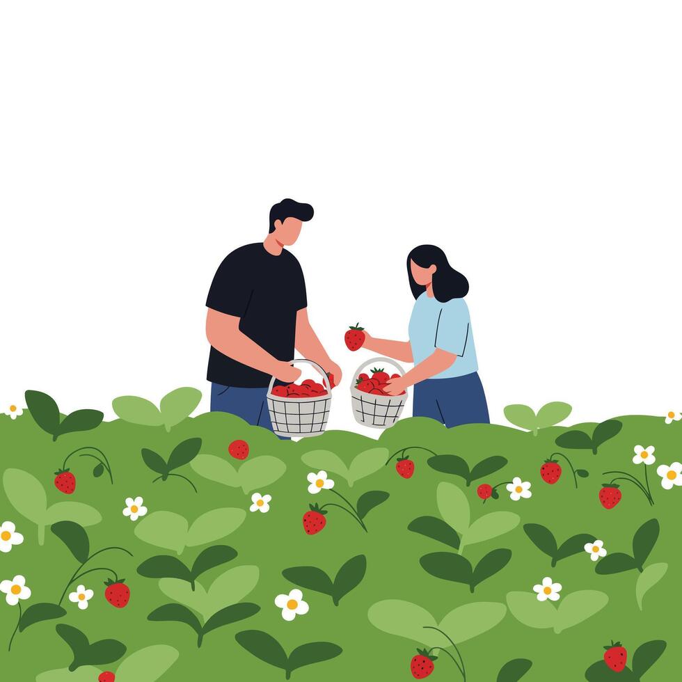 Two people collecting strawberries in a lush field, flat illustration vector