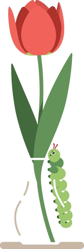 A vibrant red tulip in a clear vase with a curious green caterpillar exploring its stem, flat illustration vector