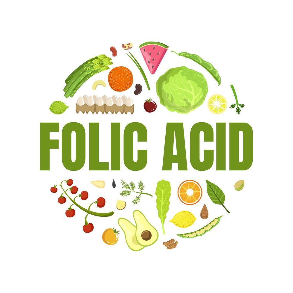 Folic Acid Banner Template, Healthy Vitamin Food, Products Containing Folic Acid of Round Shape Illustration vector