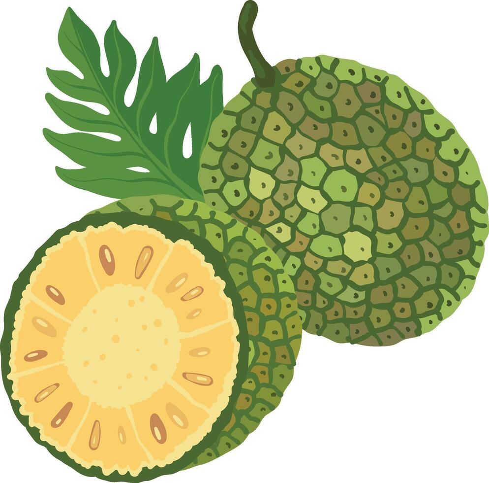 Ripe breadfruit on a white background. vector