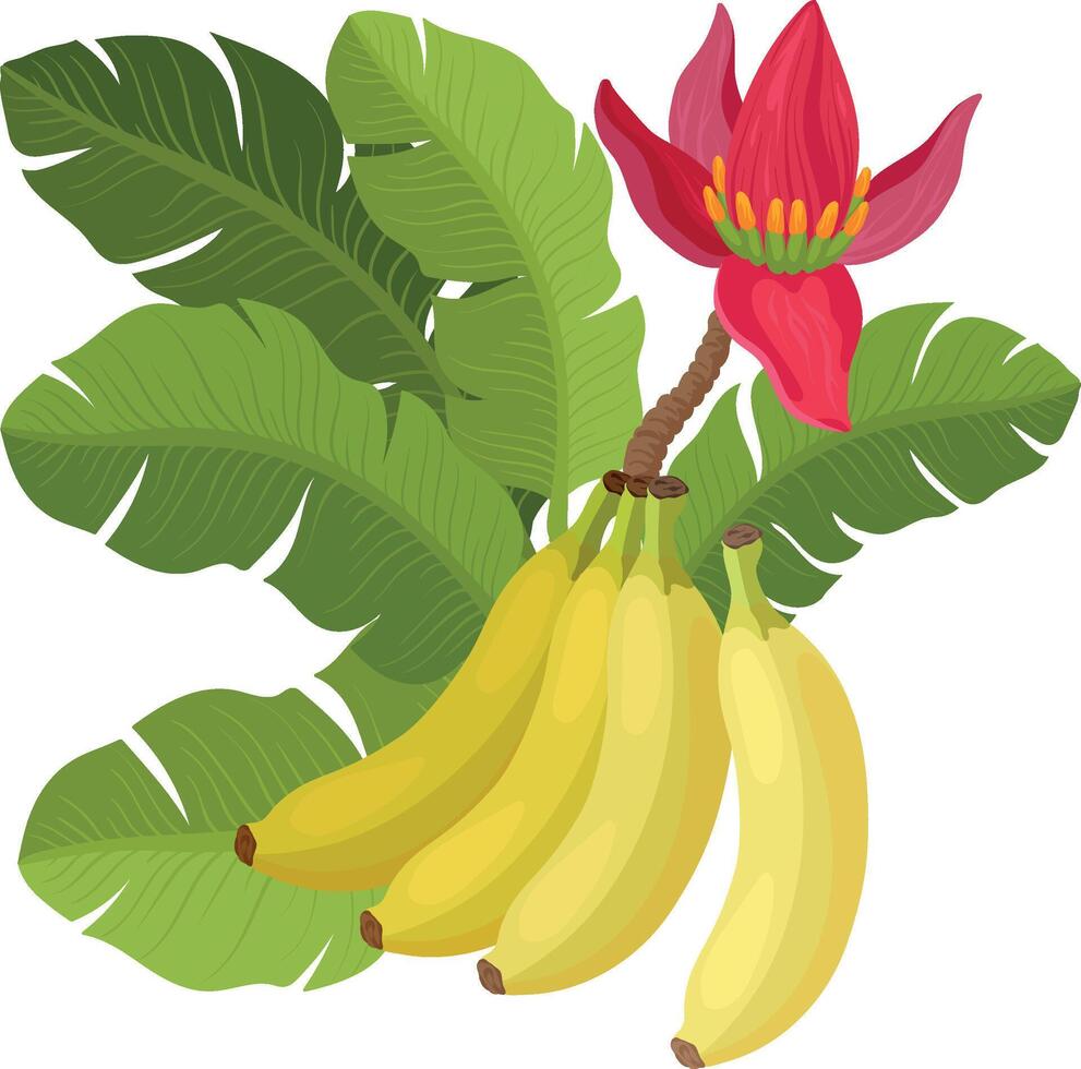 Banana design Isolated, Peel Bananas, Sweet Fruits, Yellow Fruit and a Bunch of Bananas, flower vector
