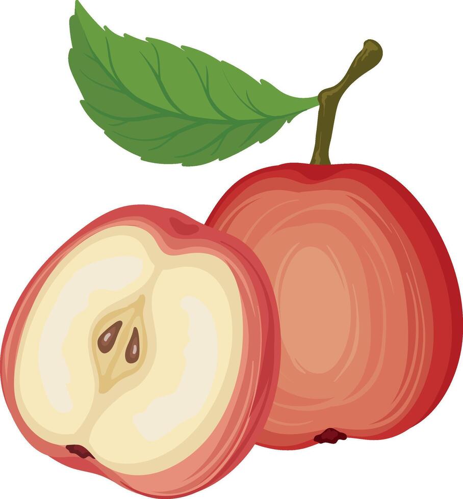 red apple, isolated on a white background, apple Illustration vector