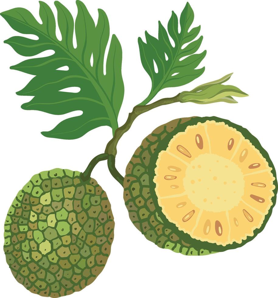 Ripe breadfruit tree brunch on a white background. vector