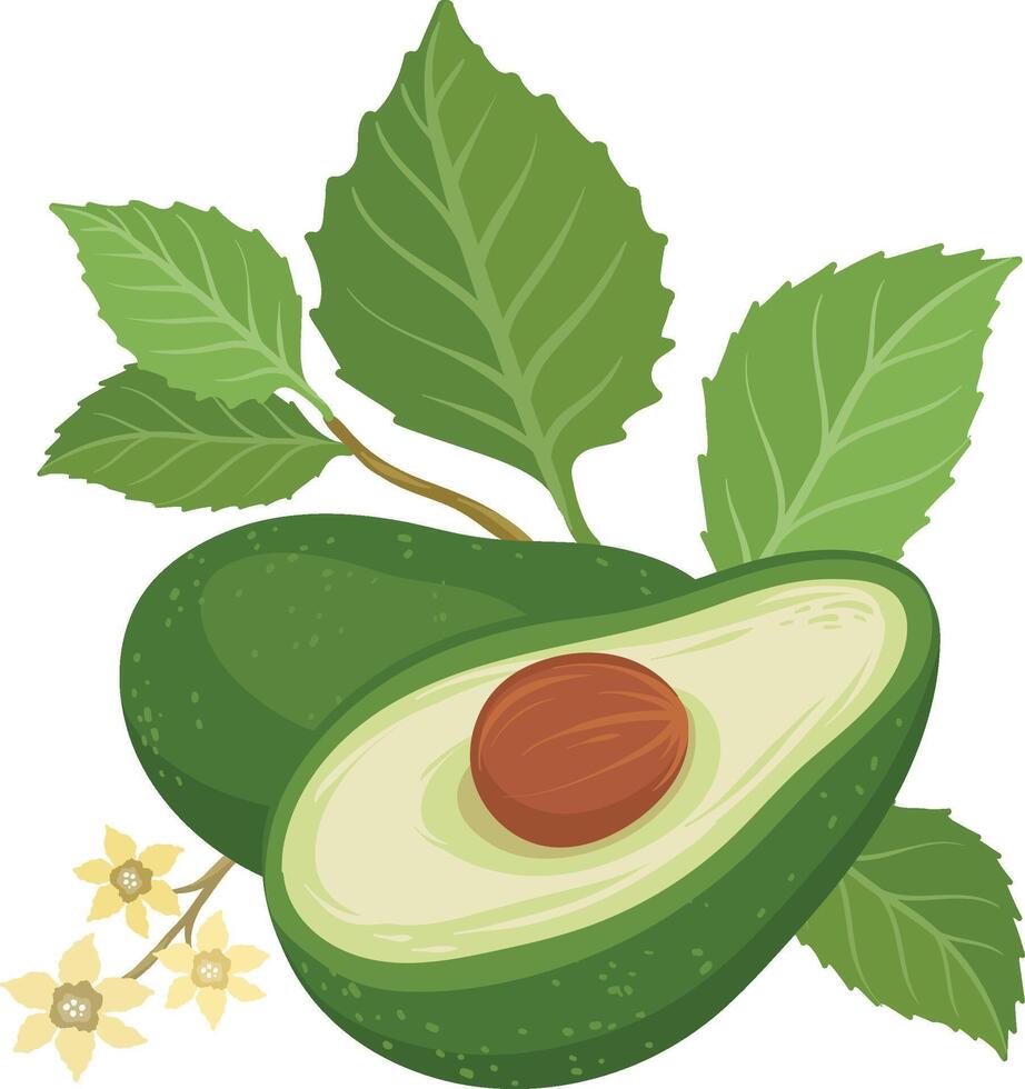 avocado brunch and flowers fruit, whole and split avocados vector