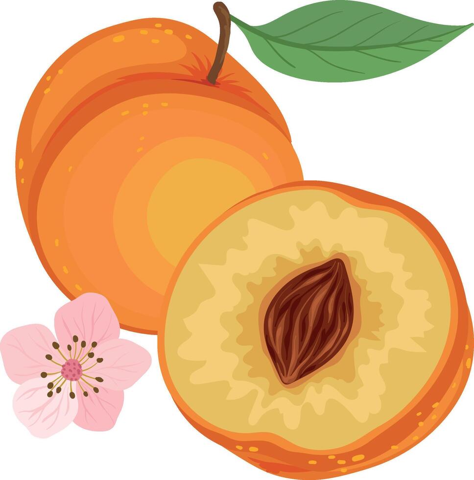 peach tree branch with peach vector