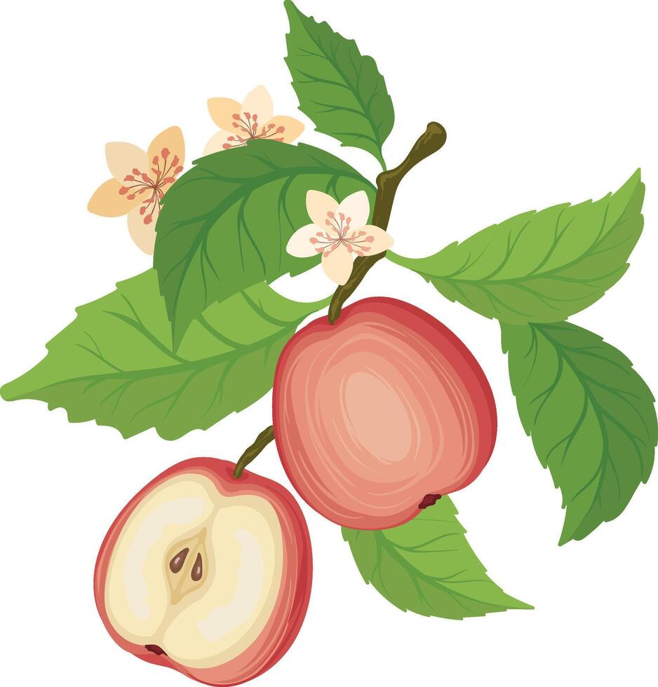 red apple brunch and flowers, isolated on a white background, apple Illustration vector