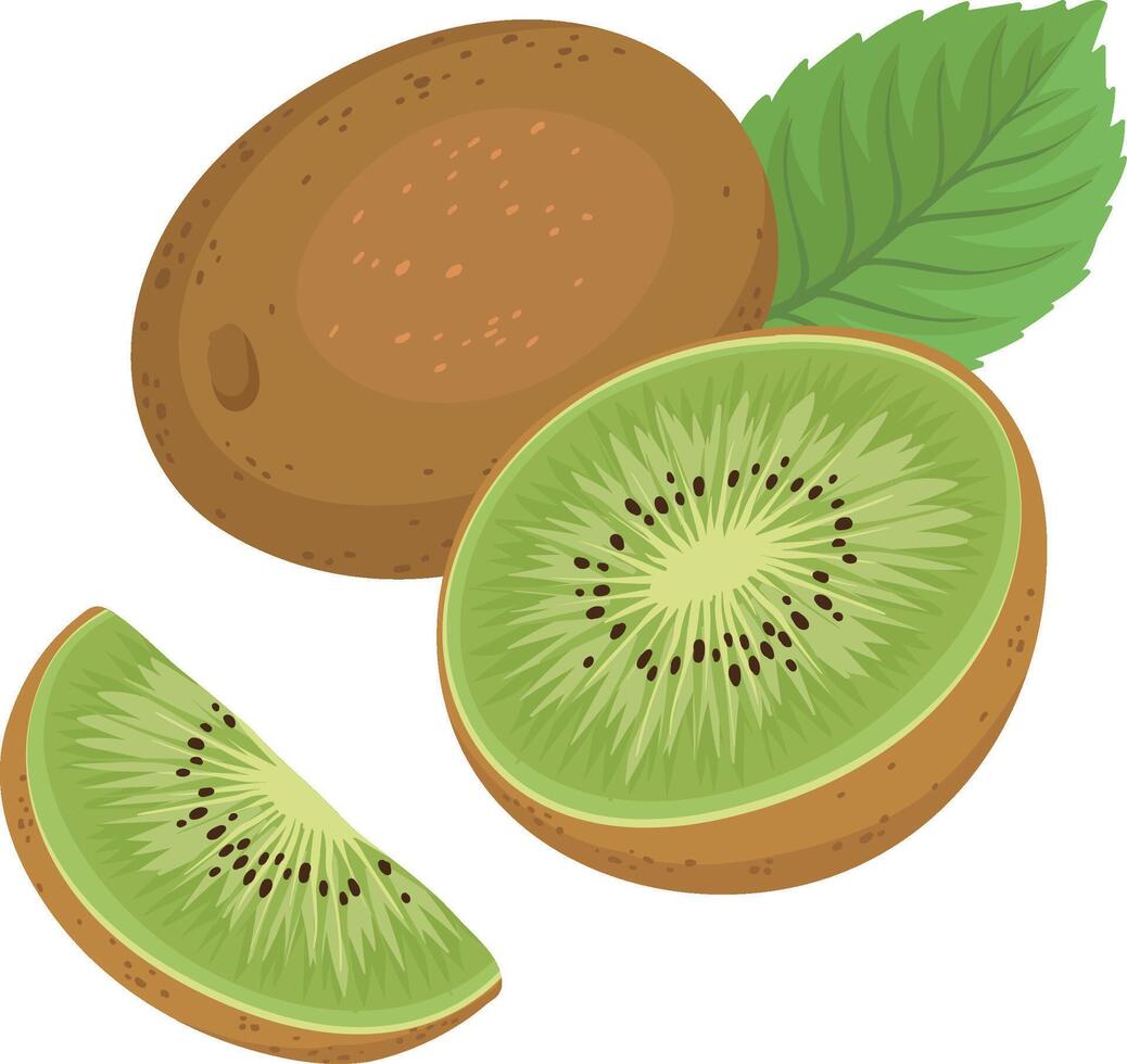 kiwi fruit. illustration of s kiwi fruit whole, piece and brunch isolated vector