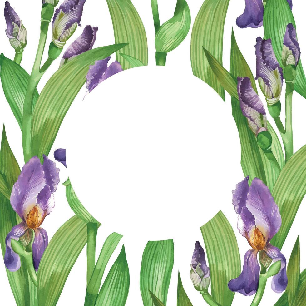 Purple irises, iris buds, green flower leaves in a round frame hand painted with watercolor. Watercolor postcard. Suitable for printing invitations, cards, design, scrapbooking vector