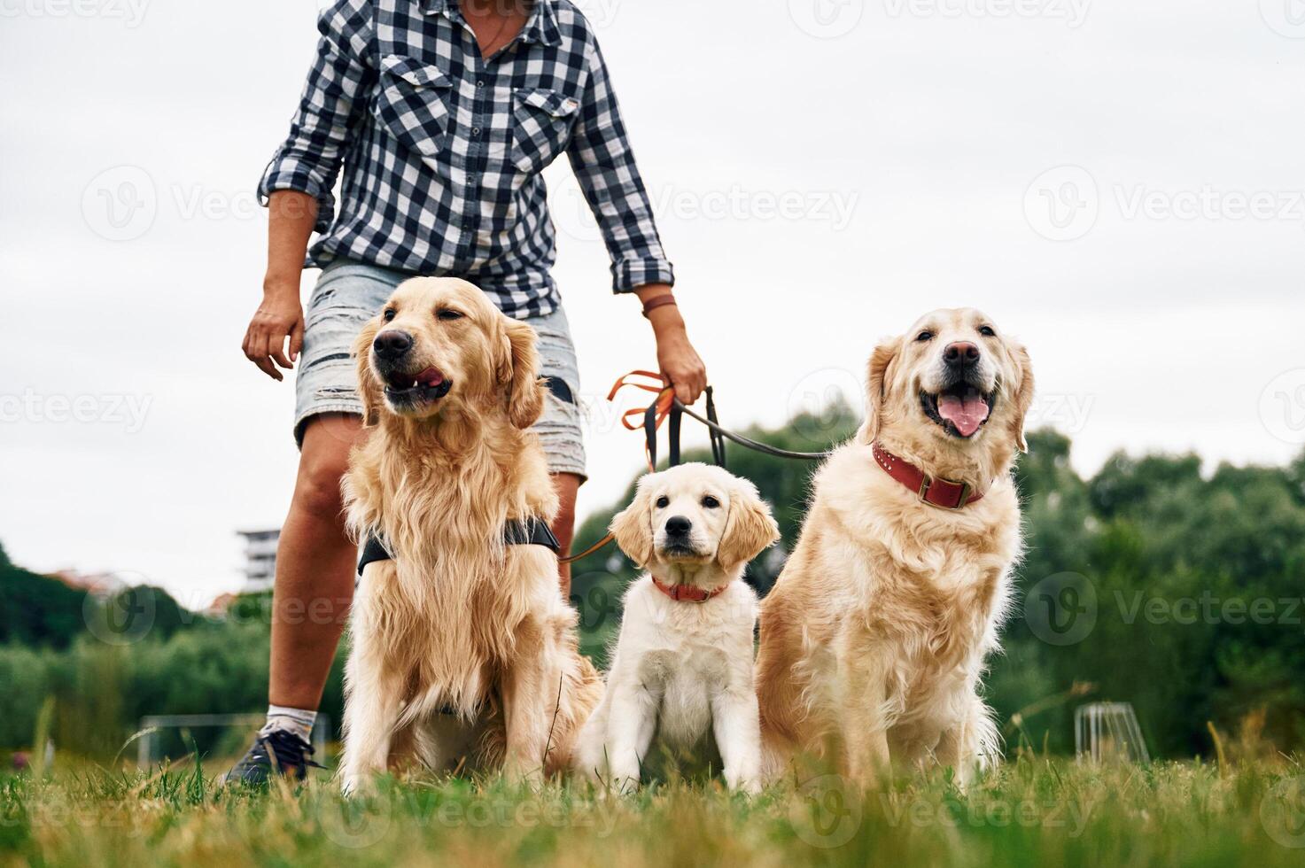 Standing and holding animals ,on ,the leash. Woman with beautiful dogs are in the field outdoors photo
