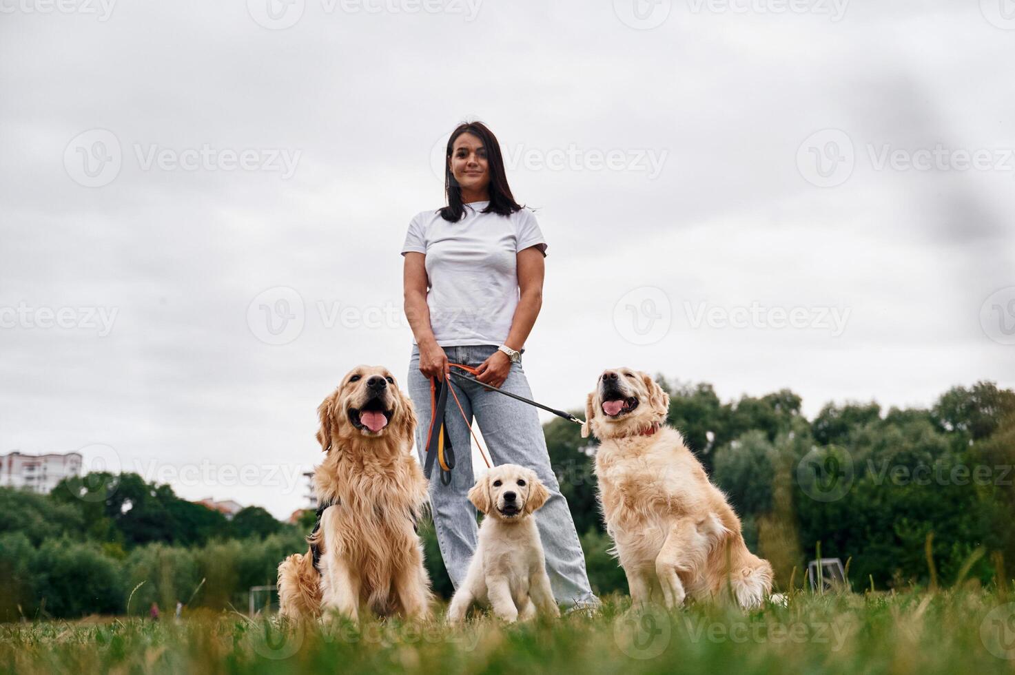 Standing and holding animals on the leash., Woman with beautiful dogs are in the field outdoors photo