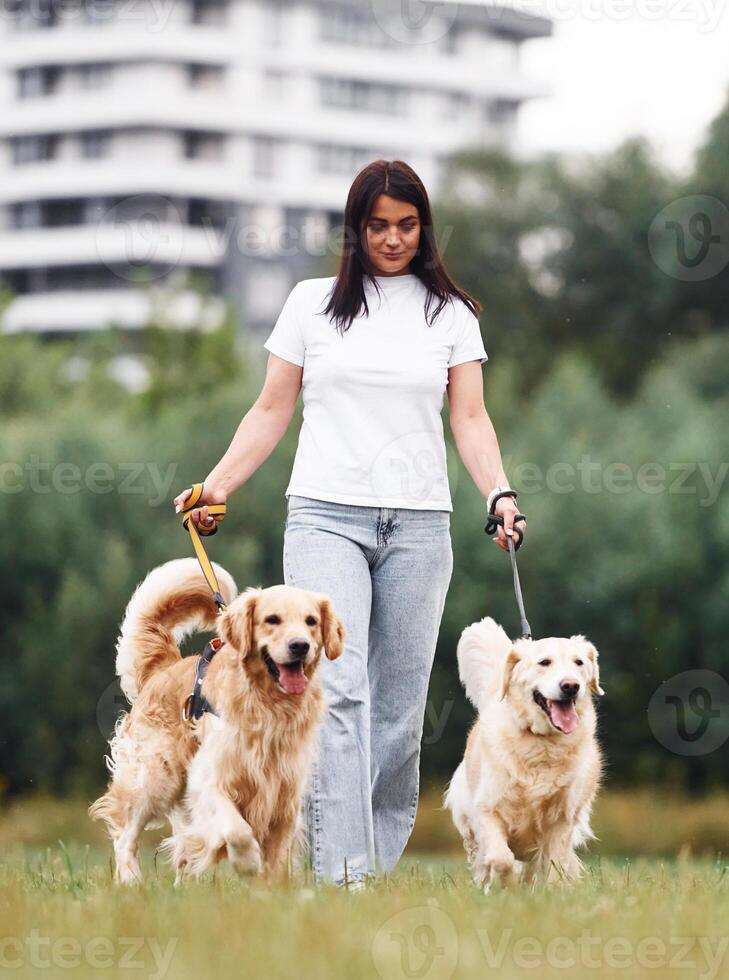 Holding, animals by the leash. Woman with beautiful dogs are in the field outdoors photo