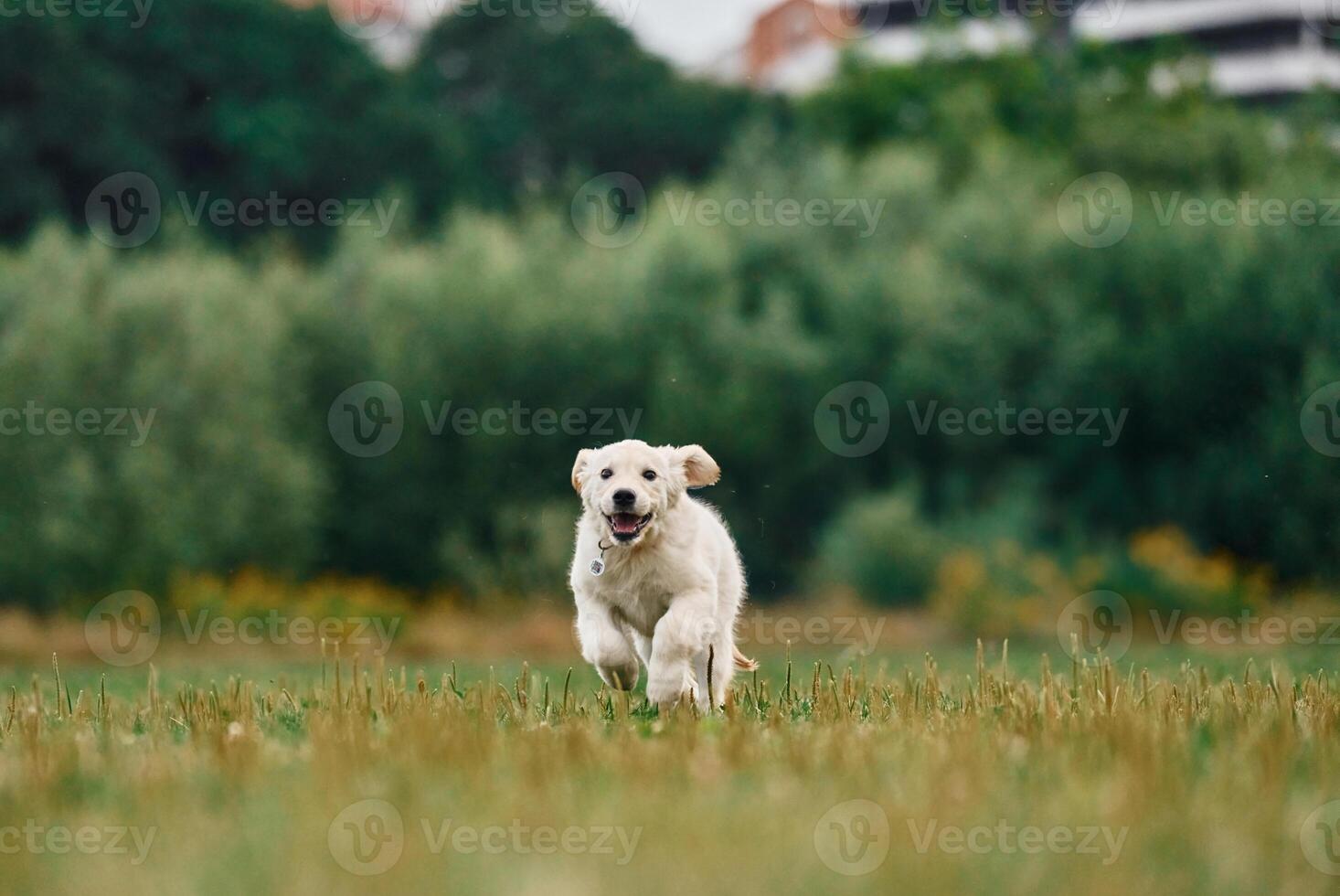 Front view. Active puppy, of golden retriever is running on the green field photo
