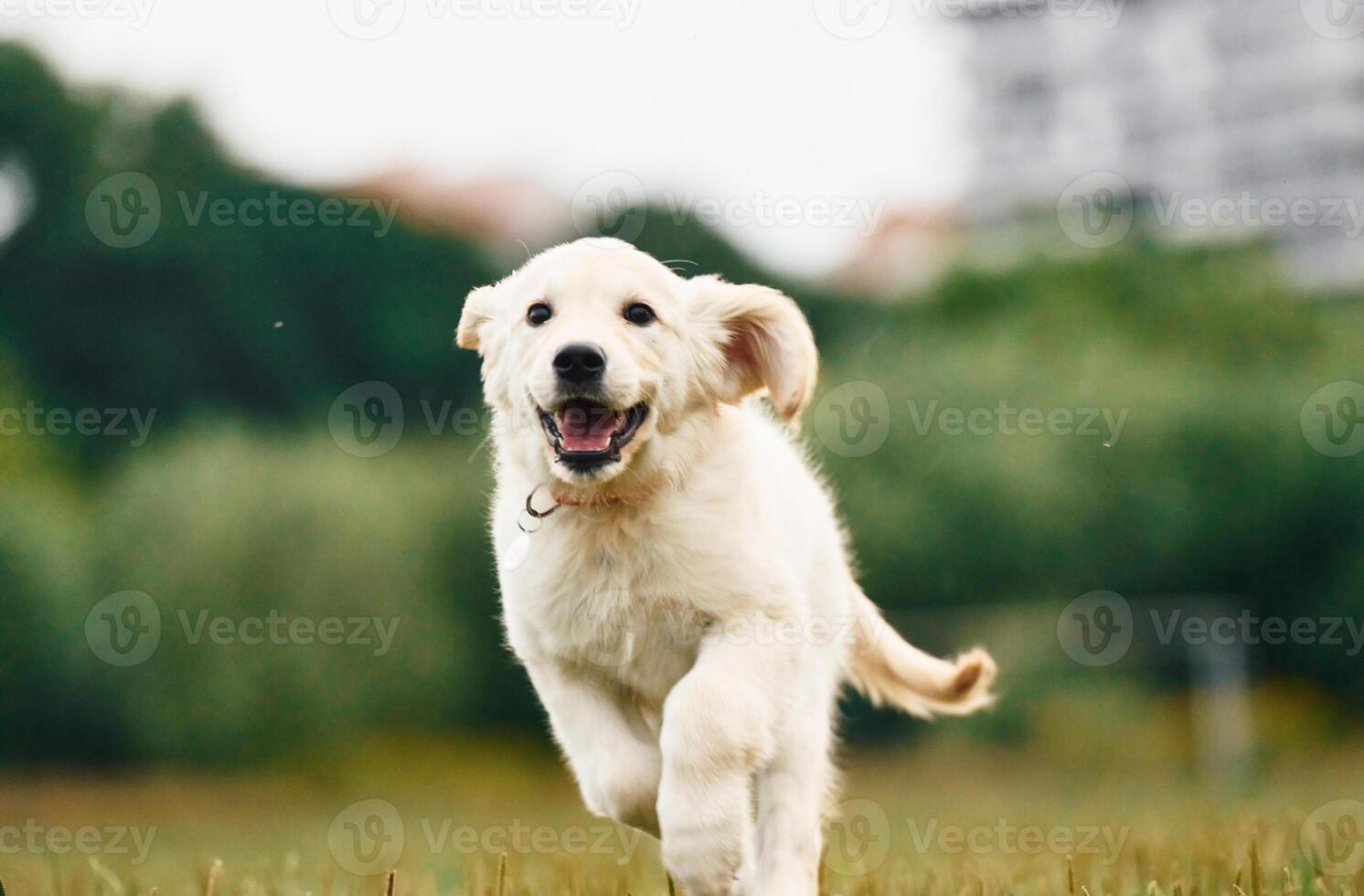 Front ,view. Active puppy of golden retriever is running on the green field photo