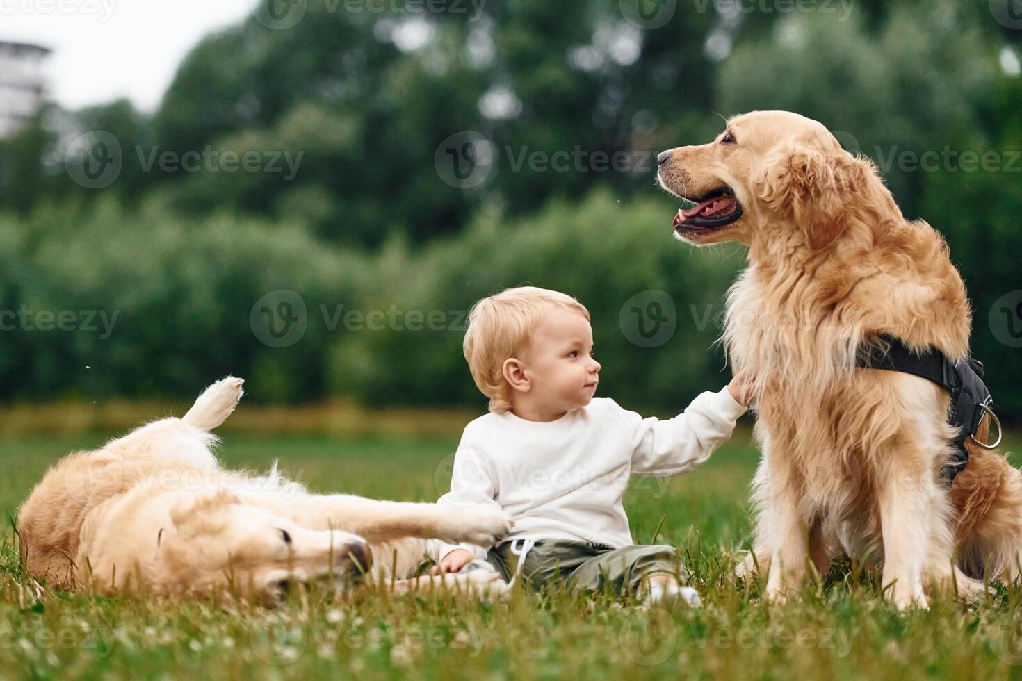 Little, boy, with golden retriever dogs on the field photo